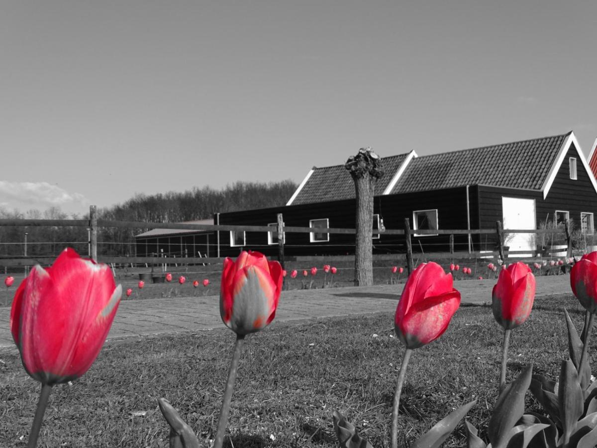 Bed and Breakfast De Tulp à Noordgouwe Extérieur photo